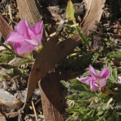 Convolvulus angustissimus subsp. angustissimus (Australian Bindweed) at Kingston, ACT - 6 Oct 2023 by AlisonMilton