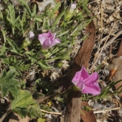 Convolvulus angustissimus subsp. angustissimus at Kingston, ACT - 7 Oct 2023