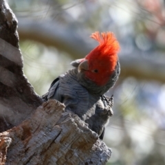 Callocephalon fimbriatum (Gang-gang Cockatoo) at GG17 - 7 Oct 2023 by RodDeb