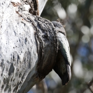 Callocephalon fimbriatum at Acton, ACT - suppressed