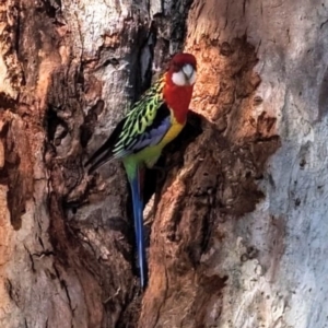 Platycercus eximius at Kambah, ACT - 7 Oct 2023