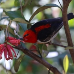 Myzomela sanguinolenta (Scarlet Honeyeater) at ANBG - 7 Oct 2023 by RodDeb