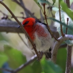 Myzomela sanguinolenta at Canberra Central, ACT - 7 Oct 2023