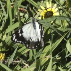 Belenois java (Caper White) at Kingston, ACT - 6 Oct 2023 by AlisonMilton