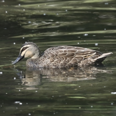 Anas superciliosa (Pacific Black Duck) at Kingston, ACT - 6 Oct 2023 by AlisonMilton