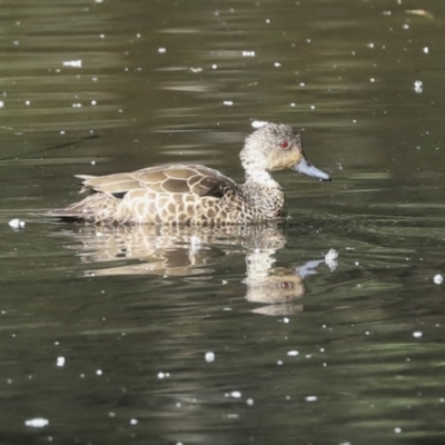 Anas gracilis (Grey Teal) at Kingston, ACT - 6 Oct 2023 by AlisonMilton