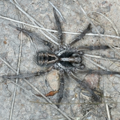 Unidentified Spider (Araneae) at Mount Ainslie - 3 Oct 2023 by jb2602