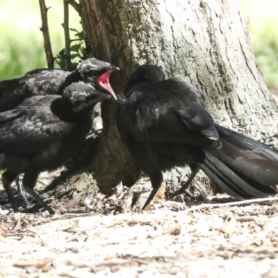 Corcorax melanorhamphos (White-winged Chough) at Kingston, ACT - 7 Oct 2023 by AlisonMilton