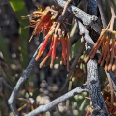 Amyema pendula subsp. pendula (Drooping Mistletoe) at Belconnen, ACT - 7 Oct 2023 by HelenCross