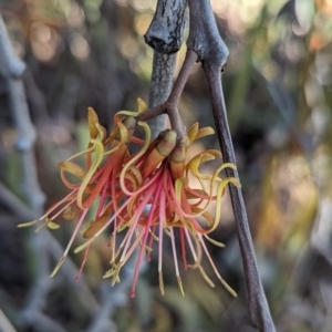 Amyema pendula subsp. pendula at Belconnen, ACT - 7 Oct 2023