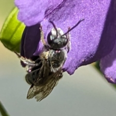 Lasioglossum (Chilalictus) lanarium at Belconnen, ACT - 7 Oct 2023 11:05 AM