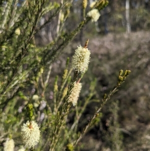 Melaleuca parvistaminea at Canberra Central, ACT - 7 Oct 2023 04:18 PM