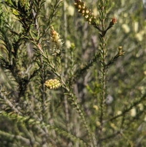 Melaleuca parvistaminea at Canberra Central, ACT - 7 Oct 2023 04:18 PM