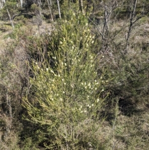 Melaleuca parvistaminea at Canberra Central, ACT - 7 Oct 2023 04:18 PM