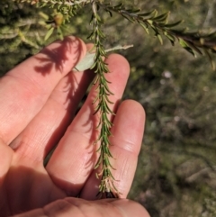 Melaleuca parvistaminea at Canberra Central, ACT - 7 Oct 2023 04:18 PM