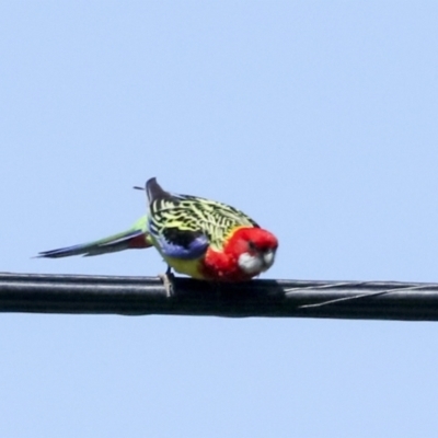 Platycercus eximius (Eastern Rosella) at Higgins, ACT - 7 Oct 2023 by AlisonMilton