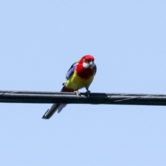 Platycercus eximius at Higgins, ACT - 7 Oct 2023 01:35 PM