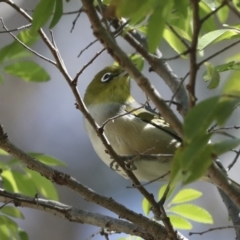 Zosterops lateralis at Higgins, ACT - 7 Oct 2023