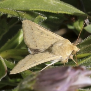 Helicoverpa (genus) at Higgins, ACT - 7 Oct 2023 12:51 PM