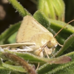 Helicoverpa (genus) at Higgins, ACT - 7 Oct 2023 12:51 PM