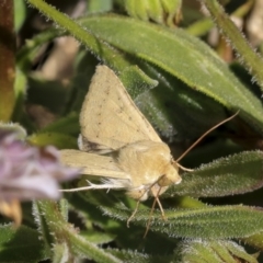 Helicoverpa (genus) at Higgins, ACT - 7 Oct 2023