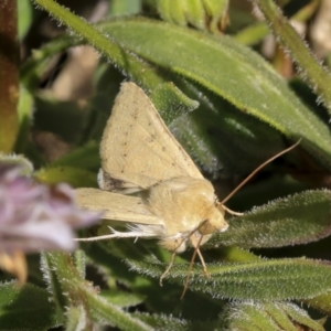 Helicoverpa (genus) at Higgins, ACT - 7 Oct 2023 12:51 PM