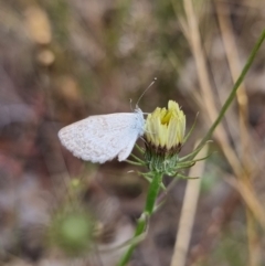 Zizina otis (Common Grass-Blue) at Carwoola, NSW - 5 Jan 2023 by Csteele4