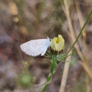 Zizina otis at Carwoola, NSW - 5 Jan 2023