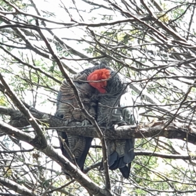 Callocephalon fimbriatum (Gang-gang Cockatoo) at Captains Flat, NSW - 7 Jan 2023 by Csteele4