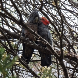 Callocephalon fimbriatum at Captains Flat, NSW - 7 Jan 2023