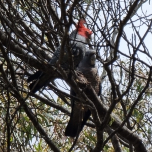 Callocephalon fimbriatum at Captains Flat, NSW - 7 Jan 2023