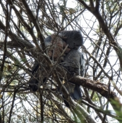 Callocephalon fimbriatum at Captains Flat, NSW - 7 Jan 2023