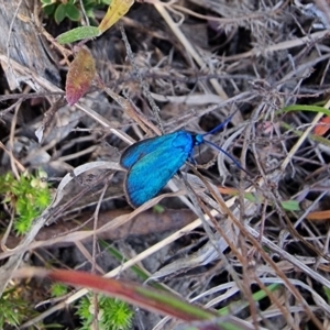 Pollanisus (genus) at Captains Flat, NSW - 19 Dec 2022