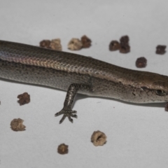 Lampropholis delicata (Delicate Skink) at Higgins, ACT - 30 Sep 2023 by AlisonMilton