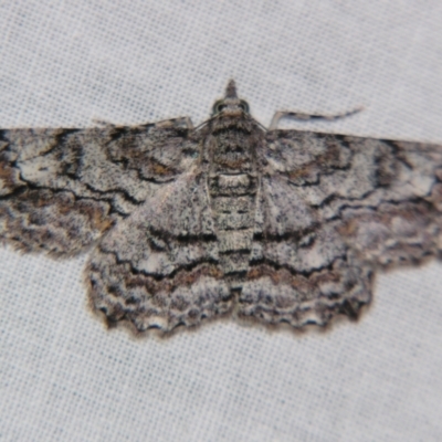 Cleora displicata (A Cleora Bark Moth) at Sheldon, QLD - 8 Sep 2007 by PJH123