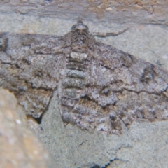 Cleora displicata (A Cleora Bark Moth) at Sheldon, QLD - 8 Sep 2007 by PJH123