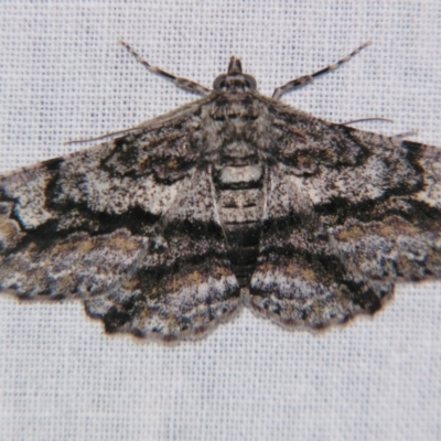 Cleora displicata (A Cleora Bark Moth) at Sheldon, QLD - 9 Sep 2007 by PJH123