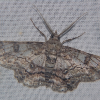 Cleora displicata (A Cleora Bark Moth) at Sheldon, QLD - 9 Sep 2007 by PJH123