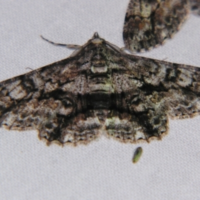 Cleora displicata (A Cleora Bark Moth) at Sheldon, QLD - 8 Sep 2007 by PJH123