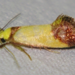 Crepidosceles timalphes (A Concealer moth) at Sheldon, QLD - 8 Sep 2007 by PJH123