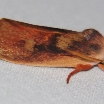 Cryptophasa rubescens (A Xyloryctid moth (Xyloryctidae)) at Sheldon, QLD - 8 Sep 2007 by PJH123