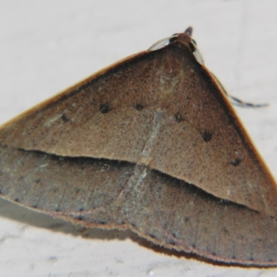 Epidesmia chilonaria (Golden-winged Epidesmia) at Sheldon, QLD - 7 Sep 2007 by PJH123