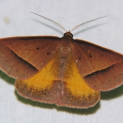 Epidesmia chilonaria (Golden-winged Epidesmia) at Sheldon, QLD - 7 Sep 2007 by PJH123