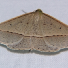 Epidesmia (genus) (Epidesmia moth) at Sheldon, QLD - 8 Sep 2007 by PJH123