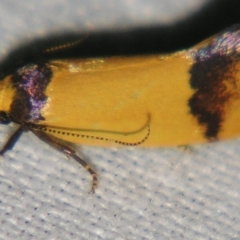 Coesyra (genus) (A Concealer moth (Chezala group)) at Sheldon, QLD - 7 Sep 2007 by PJH123