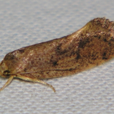 Syncometes vilis (Barea Group) at Sheldon, QLD - 7 Sep 2007 by PJH123