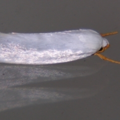 Xylorycta (genus) (A concealer moth) at Sheldon, QLD - 7 Sep 2007 by PJH123