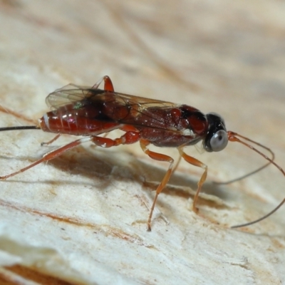 Unidentified Parasitic wasp (numerous families) at Capalaba, QLD - 5 Oct 2023 by TimL