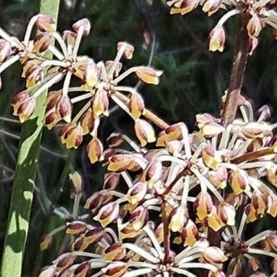 Lomandra multiflora (Many-flowered Matrush) at The Pinnacle - 7 Oct 2023 by sangio7