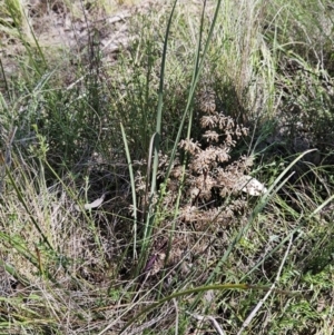 Lomandra multiflora at Belconnen, ACT - 7 Oct 2023